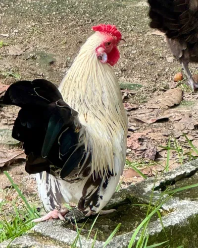 Galo negasaki perna curta 