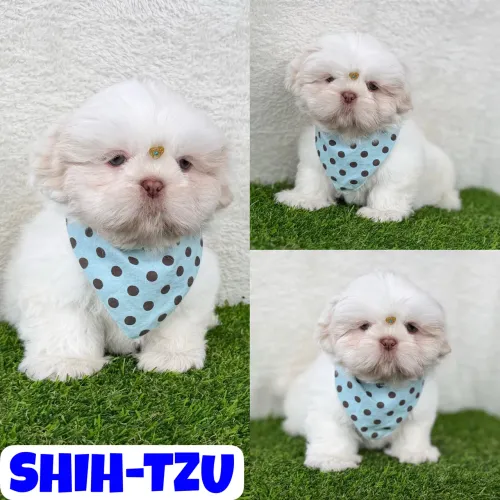 Machinho de Shih-Tzu aqui no Puppy Stop