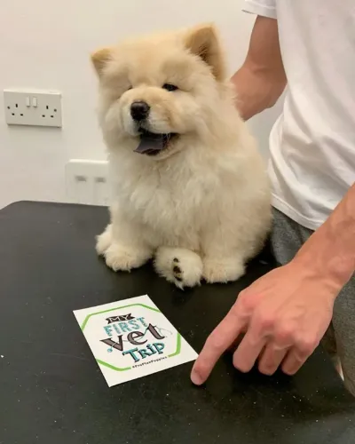 Chow Chow Um cachorrinho assim é puro encanto natural