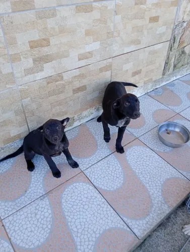 5 filhotes de cachorro para adoção.