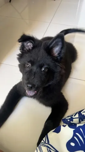 Doação Chow chow