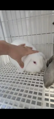 Mini lop