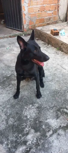 Sirius atrás de uma namorada