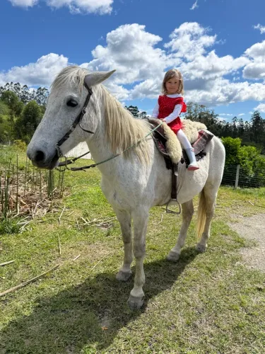 Cavalo manso, idade de 10 a 12 anos