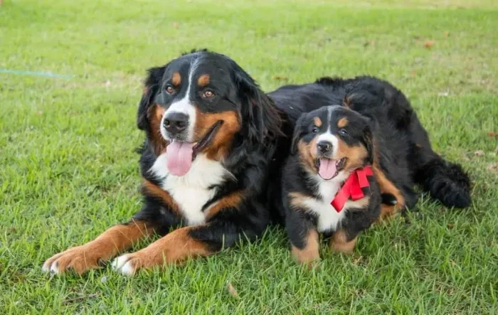 Bernese filhotes Certificado de pureza