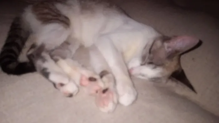 Doação de gatinhos