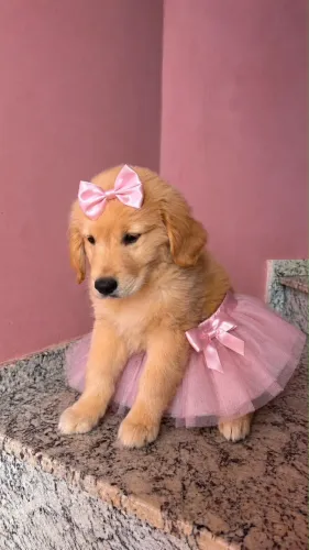 Filhote de Golden retriever fêmea 