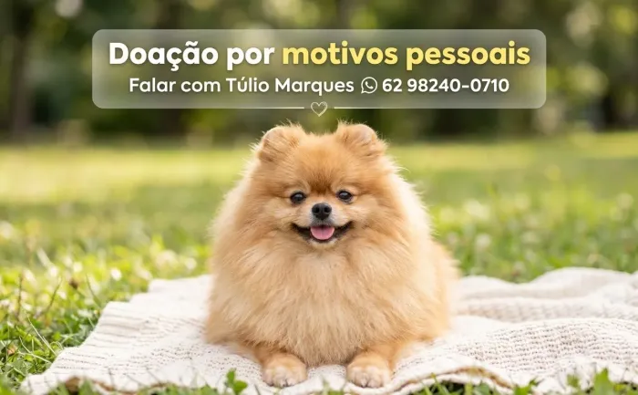 Cachorro 
