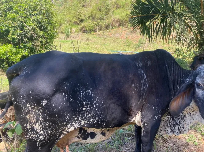 Garrote / vaca