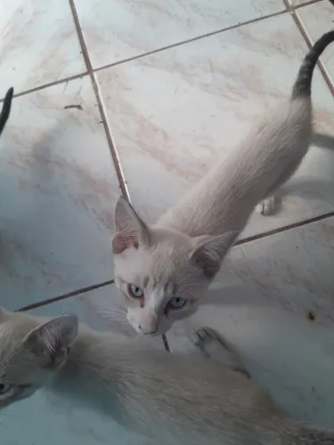 Doa-se gatinhos siameses filhotes