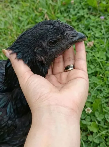 Índio urubu da pele preta