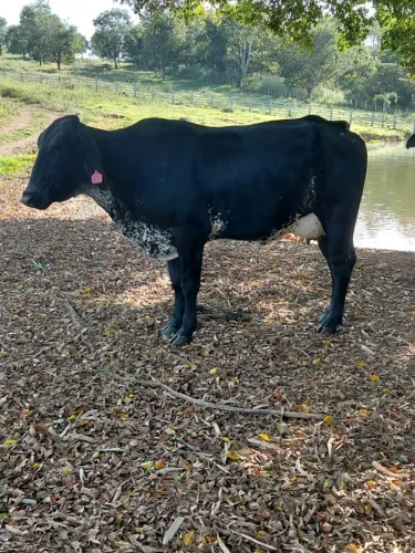 vacas
