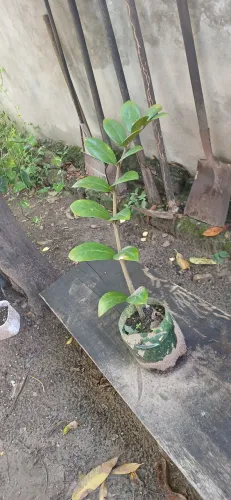 Plantas