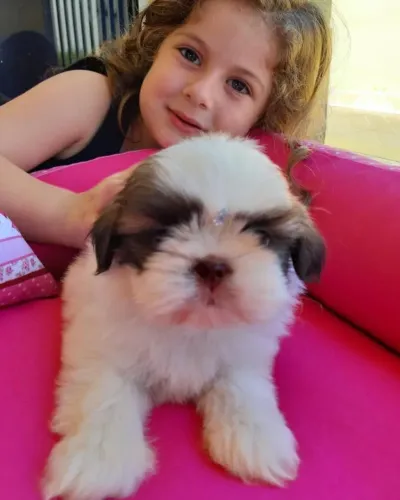 Filhotes de Shih Tzu - Excelente padrão da raça!! Aceito Cartão!!