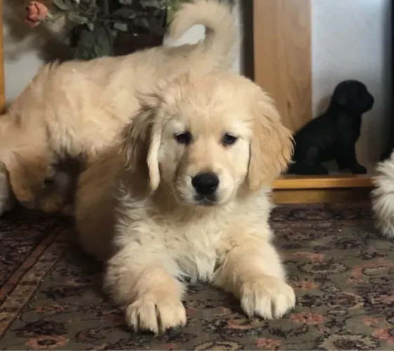 Cãozinhos disponíveis para famílias amorosas