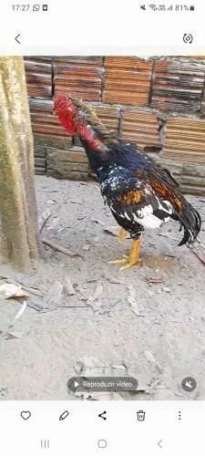 Avenda