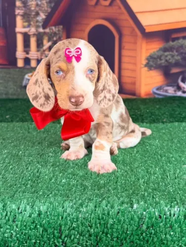 Dachshund ( salsichinha)