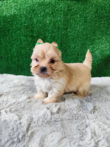 Yorkshire terrier