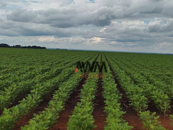 Fazenda à venda, m² por R$ 61.560.000,00 - Zona Rural - Pedro Afonso/TO