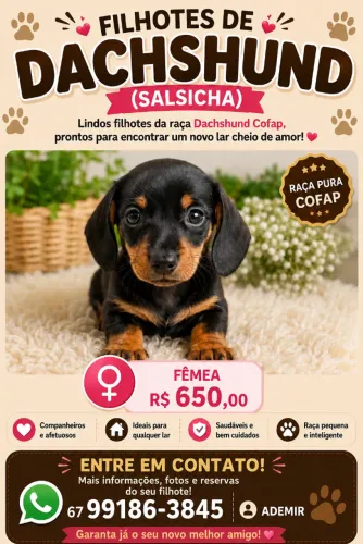 filhotes de cachorro da raça Dachshund (salsicha)