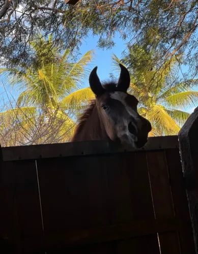 Potro mangalarga marchador