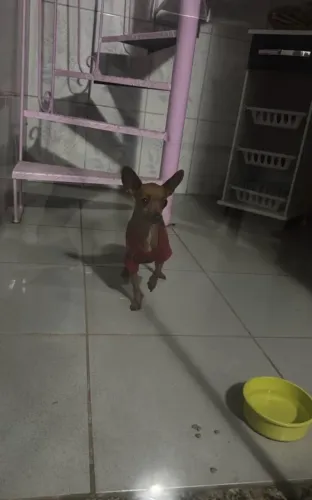 pinscher 