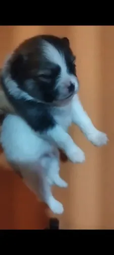 Spitz alemão