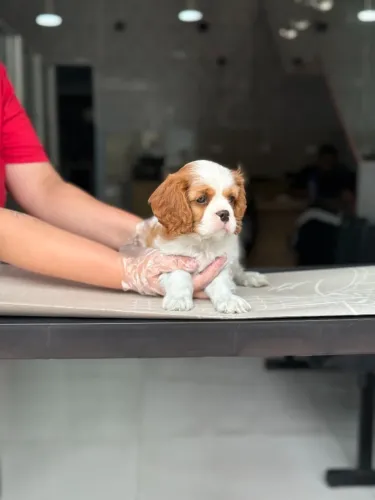 Filhote Cavalier King Blenheim Fêmea à Pronta Entrega - Garantia Total | Leia a Descrição