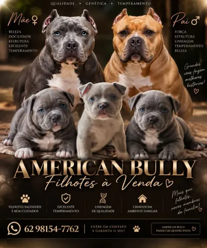 American Bully - Filhotes disponíveis