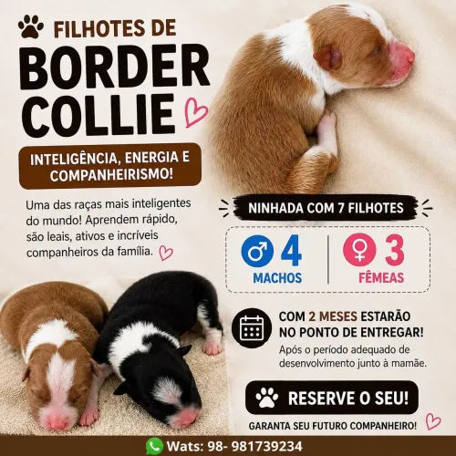 VENDO BORDER COLLIE