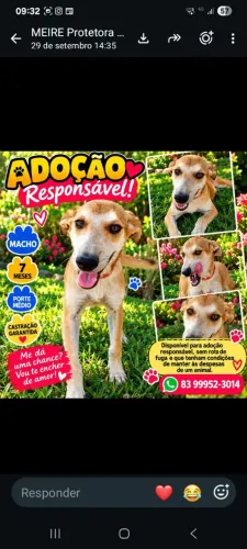 Adoção de lindo e carinhoso cachorrinho de 7 meses.