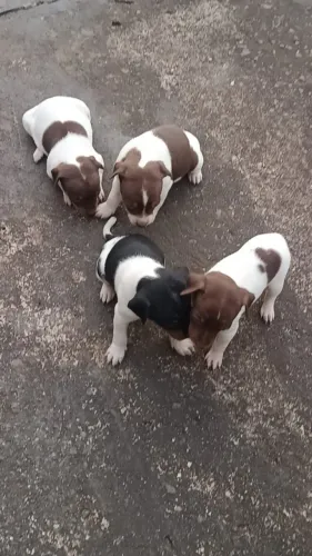 Filhotes de Fox paulistinha
