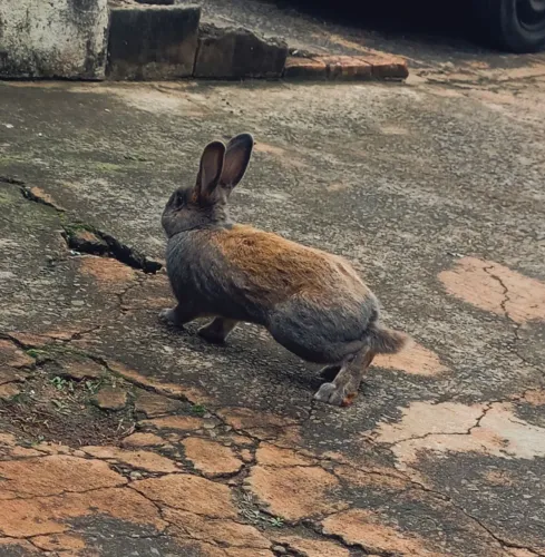 Coelho