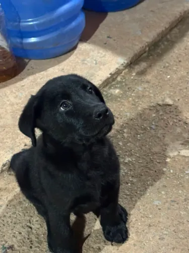 Vendo filhote de labrador