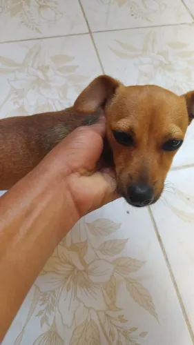 Cachorro pinscher n° 01