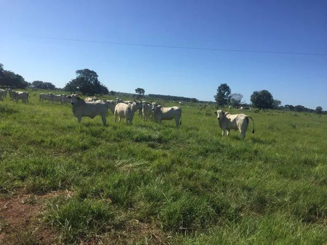 92 alqueires a 140 km de Belem por 4.500.000,00 toda no pasto