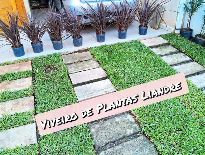Super Promoção Formio Rubro 