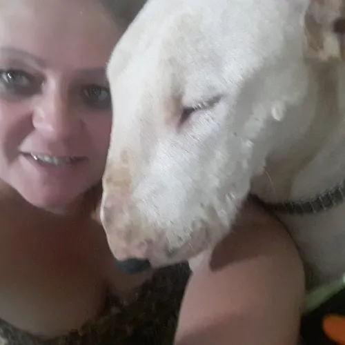 Bull terrier.... Com muita energia..,. Com pedigree.... Com toda documentação....