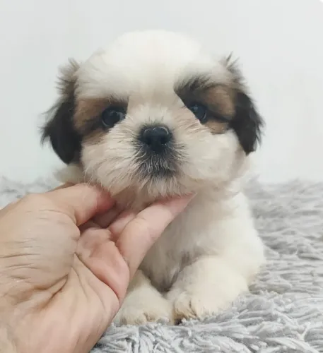 Shih Tzu Mini macho e fêmea vacinados 