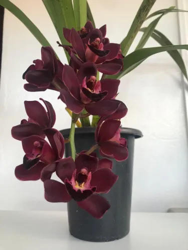 Orquídea Negra