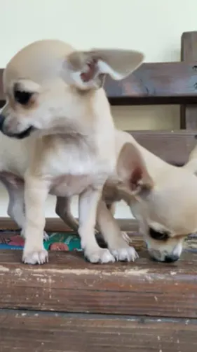 Chihuahua Mini com medalha de geolocalização e microchip ISO!