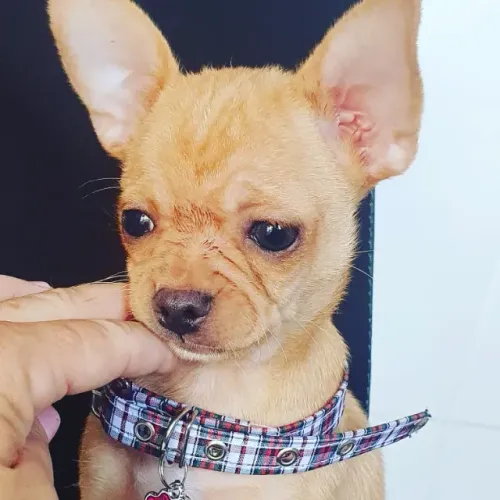 Chihuahua Minúsculo: Filhotes Brancos, Tricolores e Bicolores à Venda