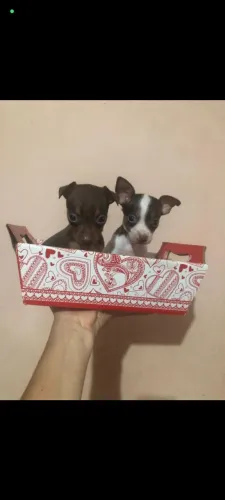 Filhote de pinscher machinho 