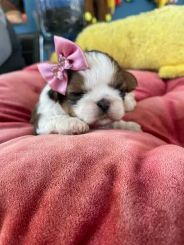 Filhotes de Shih Tzu fêmea e macho com laços