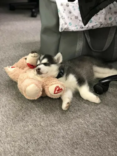 Husky siberiano o lobo querido