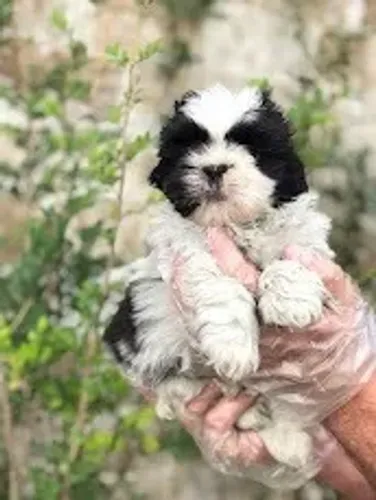 Shih tzu trabalhamos com mais de 20 raças.