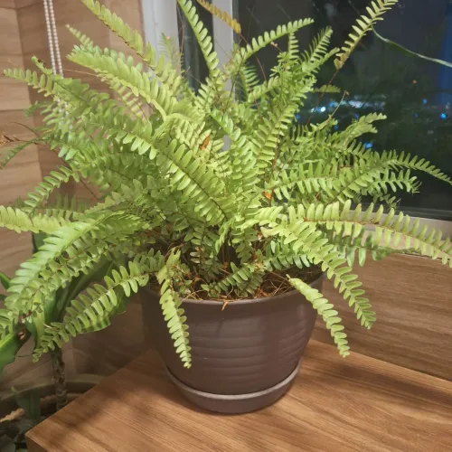 Samambaia com vaso e prato. Decoração de ambientes internos. 50cm alt