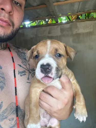 PITBULL AMERICAN STAFFORDSHIRE TERRIER