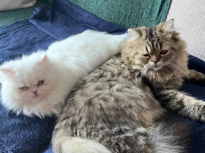 DOAÇÃO DE GATOS