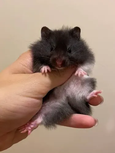 Hamster sírio